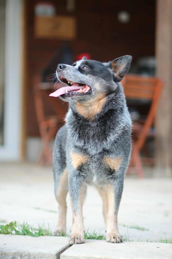 acd rutkowscy Oppenheimer blue