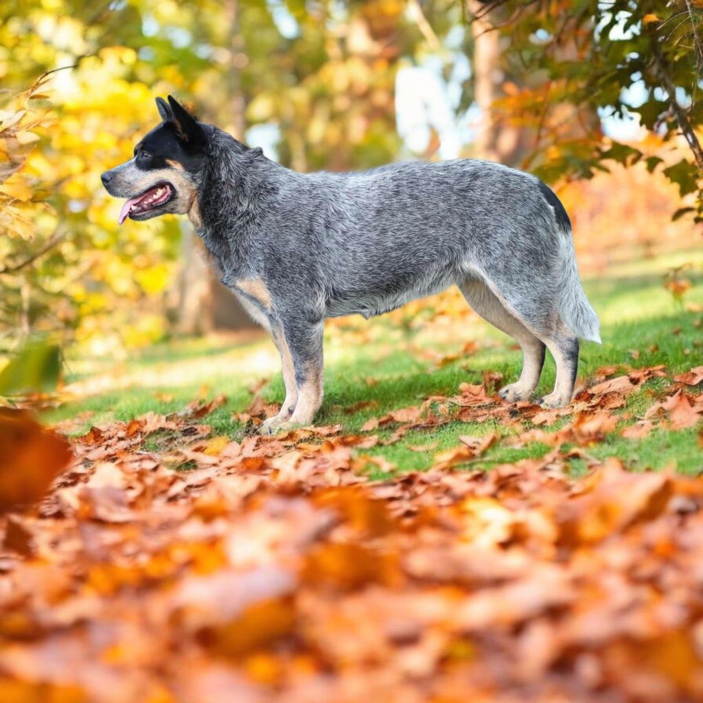 acd rutkowscy Mj mackenzie