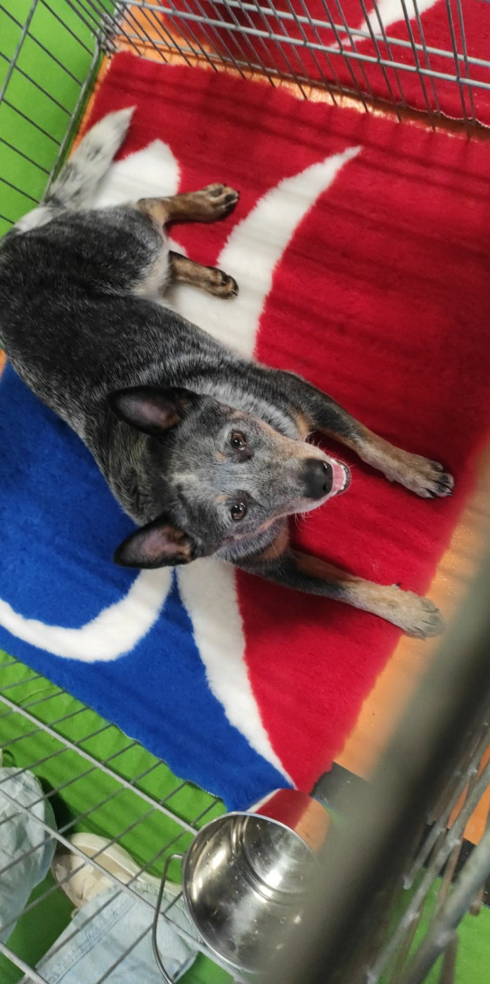 salon de l' agriculture 2026