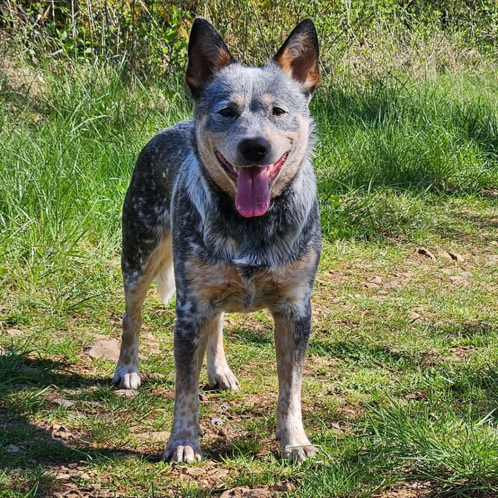 Chiots star dans leur famille 