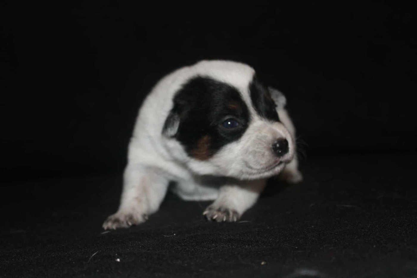 Ddk's Tribute - Chiots disponibles - Bouvier australien