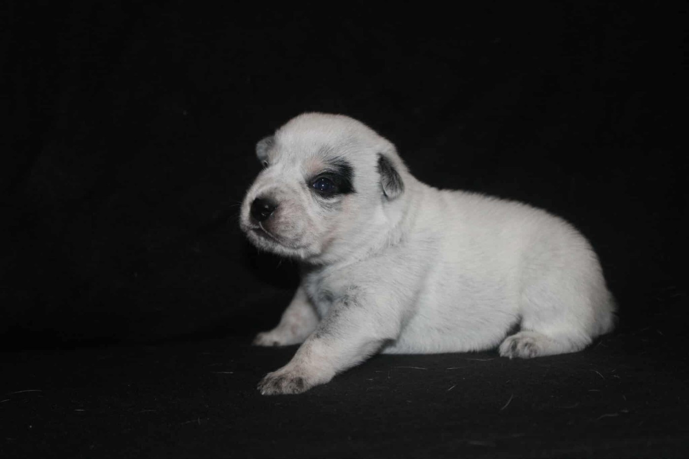 Ddk's Tribute - Chiots disponibles - Bouvier australien