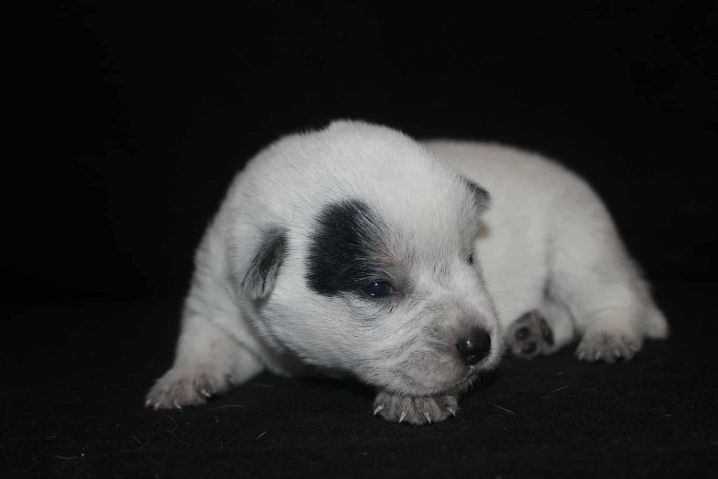 Ddk's Tribute - Chiots disponibles - Bouvier australien