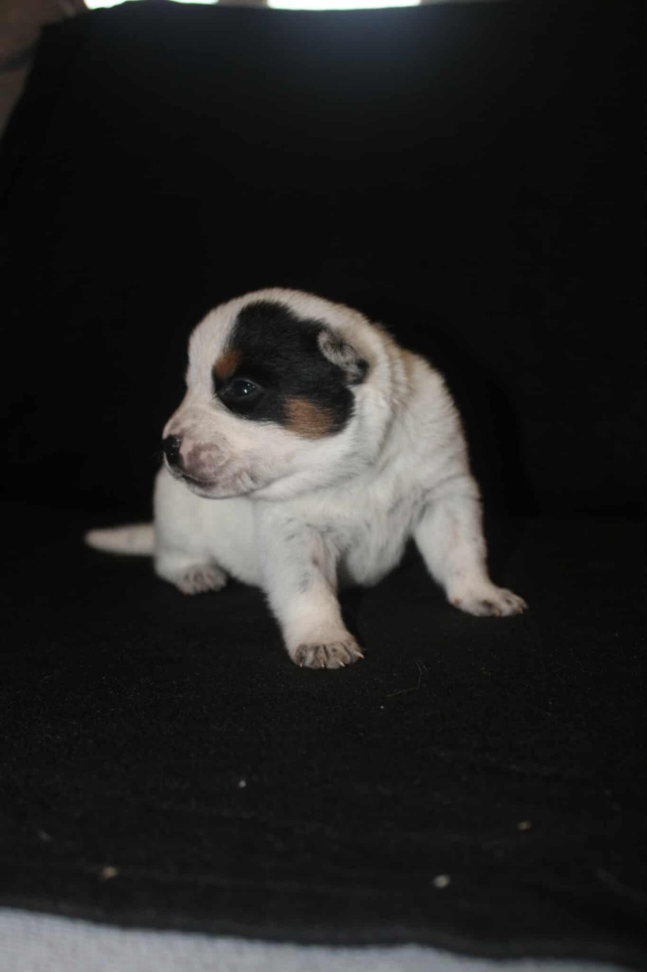 Ddk's Tribute - Chiots disponibles - Bouvier australien