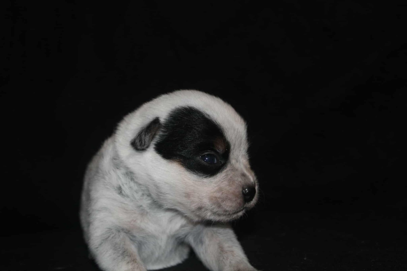 Ddk's Tribute - Chiots disponibles - Bouvier australien