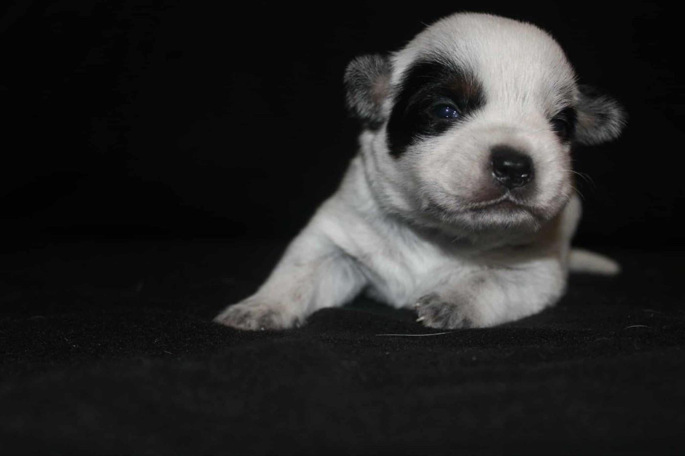 Ddk's Tribute - Chiots disponibles - Bouvier australien