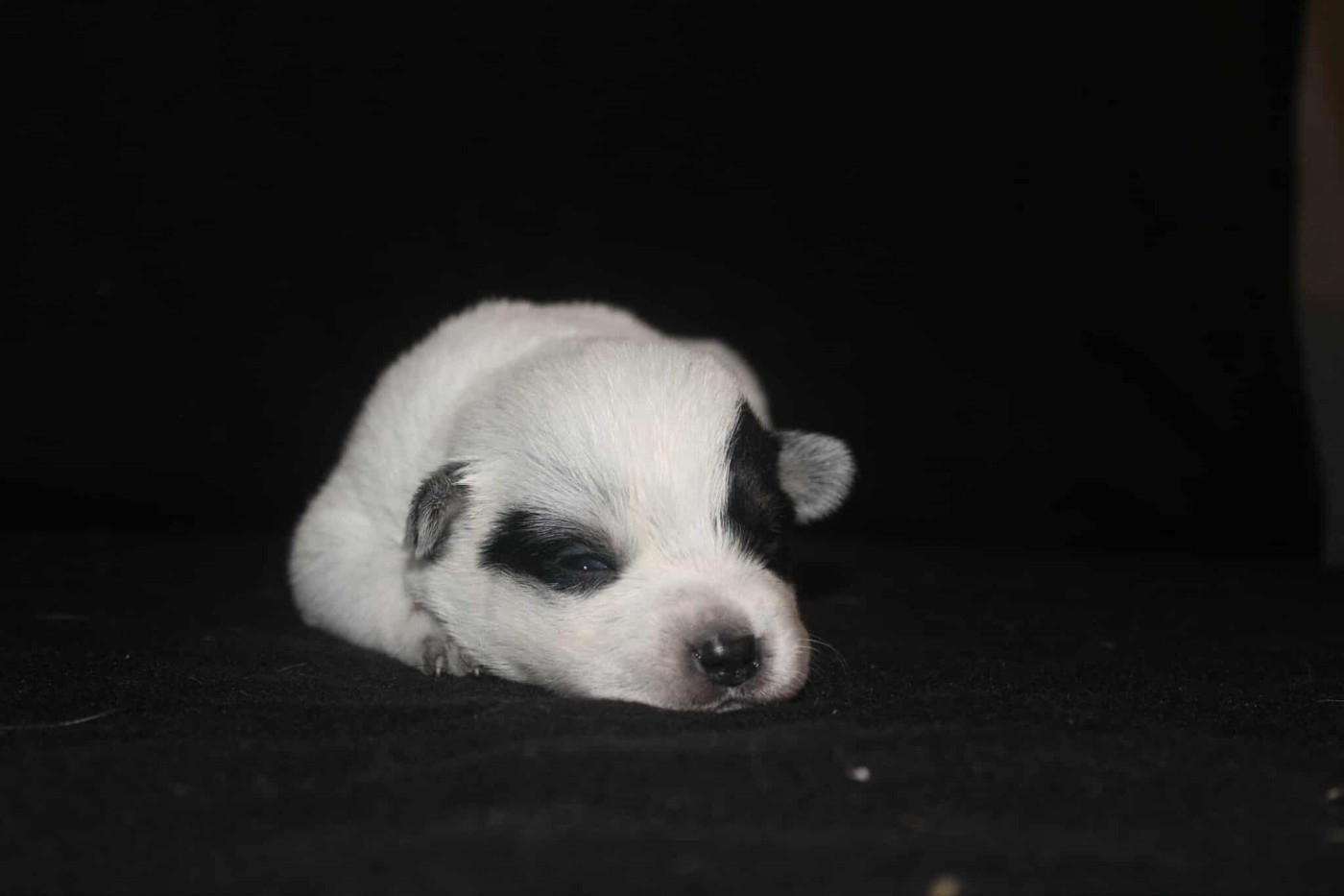 Ddk's Tribute - Chiots disponibles - Bouvier australien