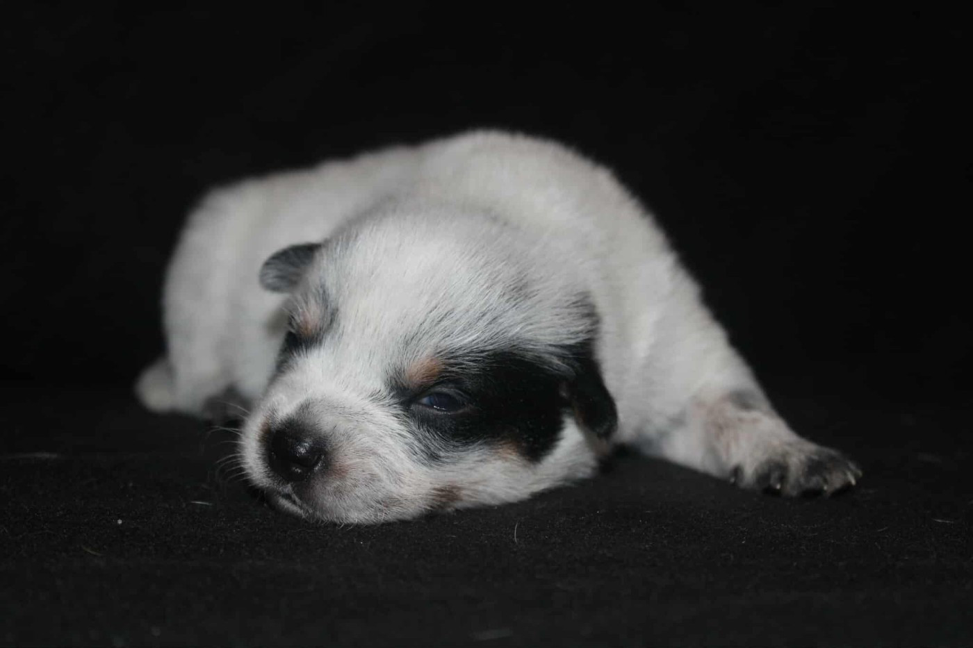 Ddk's Tribute - Chiots disponibles - Bouvier australien