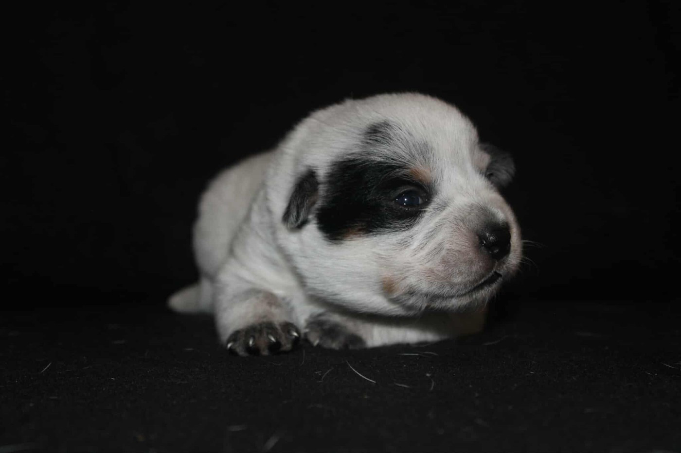 Ddk's Tribute - Chiots disponibles - Bouvier australien