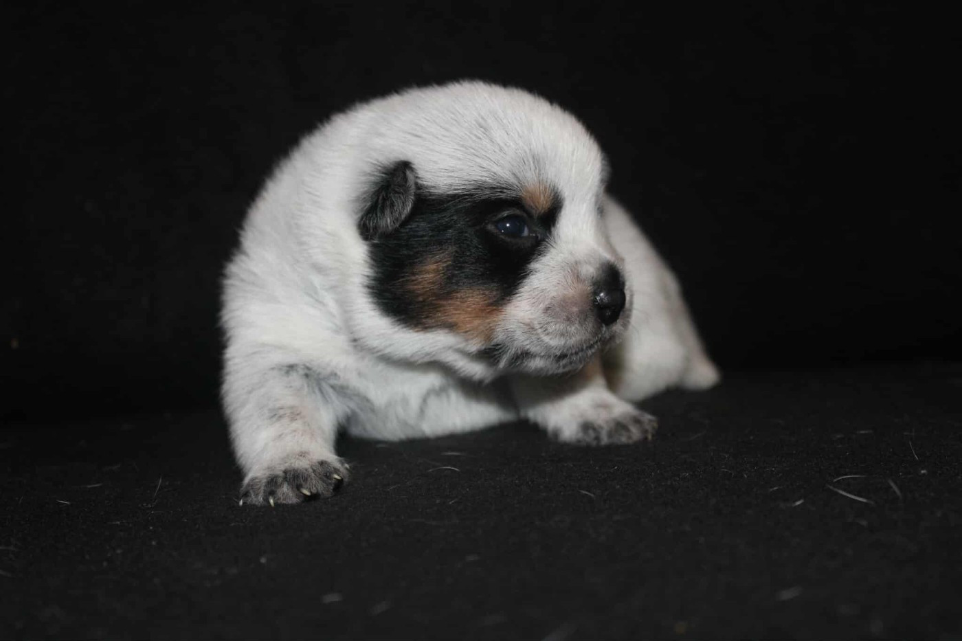 Ddk's Tribute - Chiots disponibles - Bouvier australien