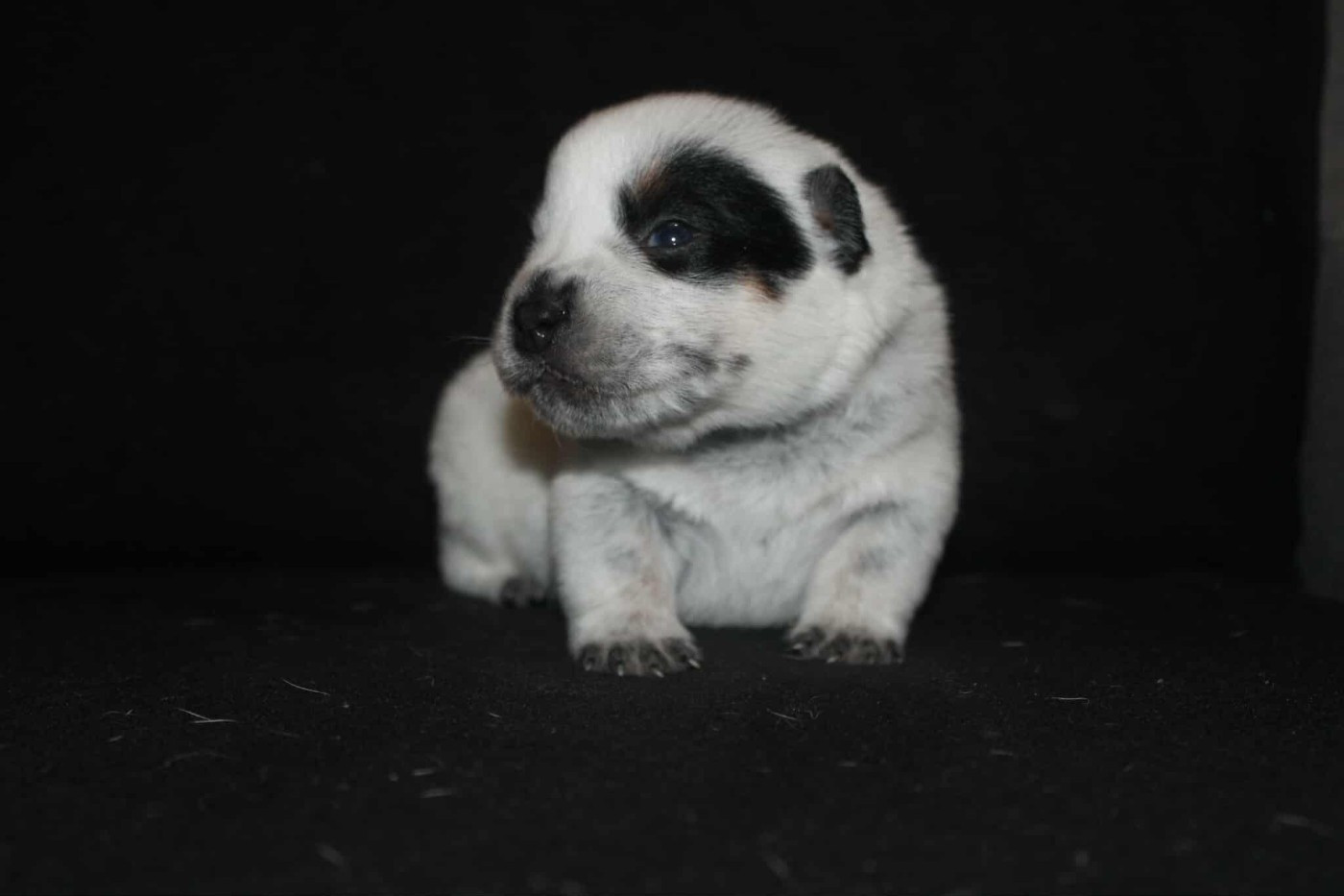 Ddk's Tribute - Chiots disponibles - Bouvier australien