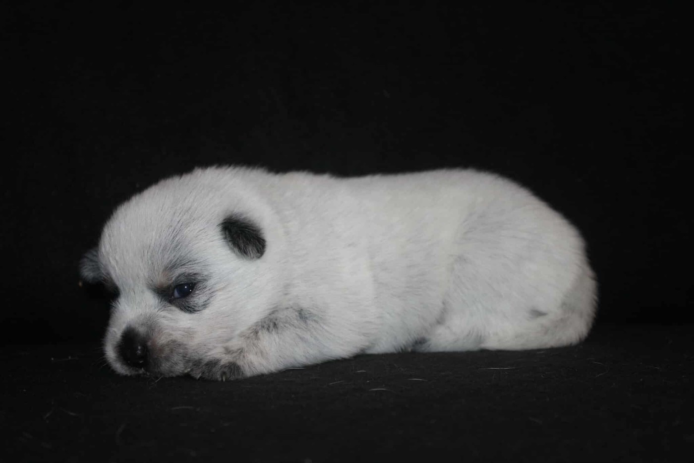 Ddk's Tribute - Chiots disponibles - Bouvier australien