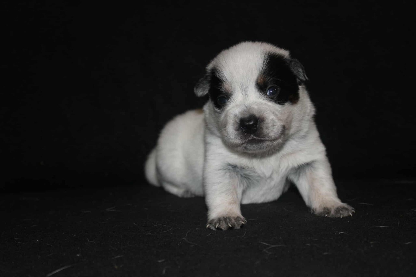 Ddk's Tribute - Chiots disponibles - Bouvier australien