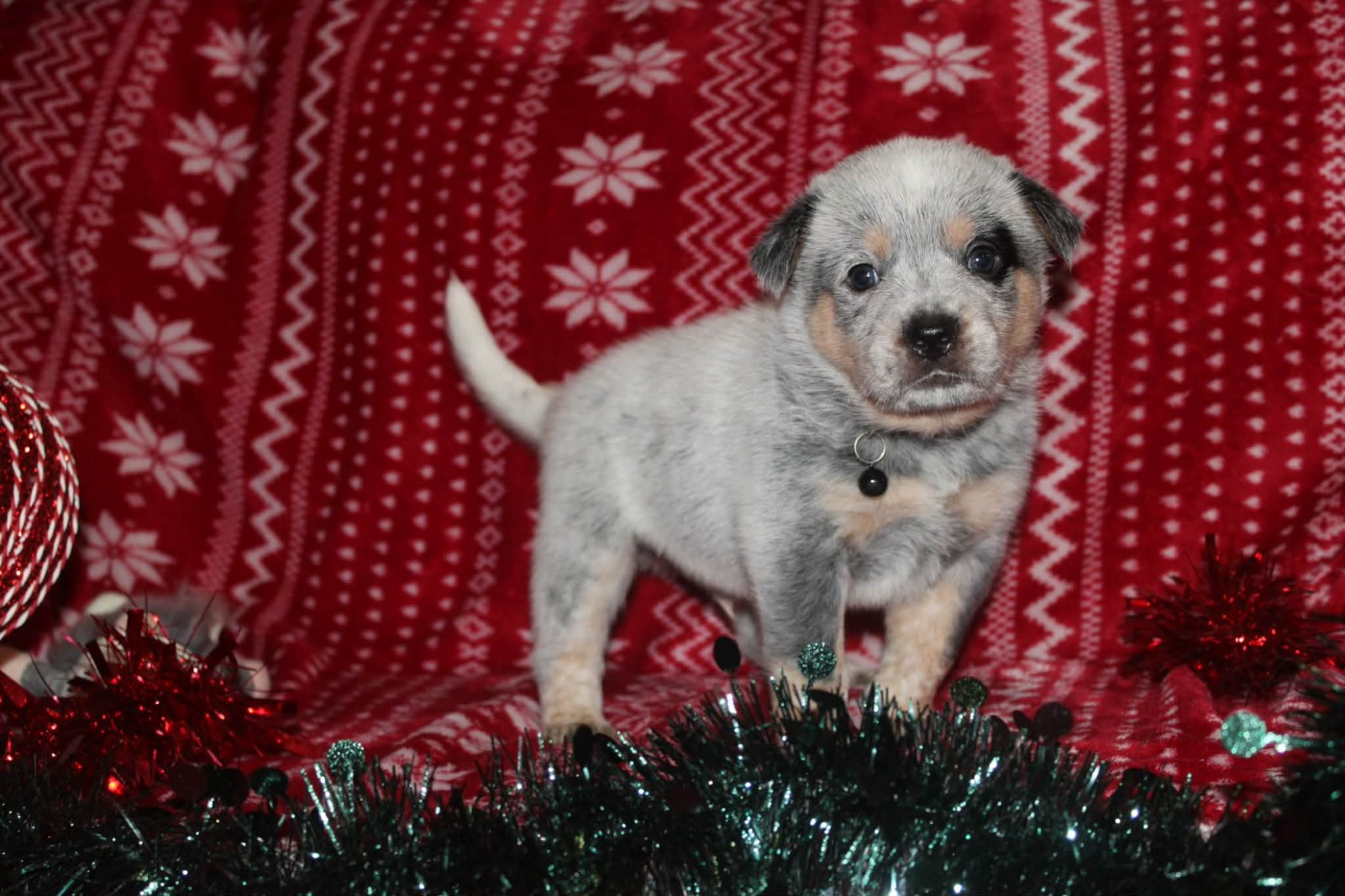 Ddk's Tribute - Chiots disponibles - Bouvier australien