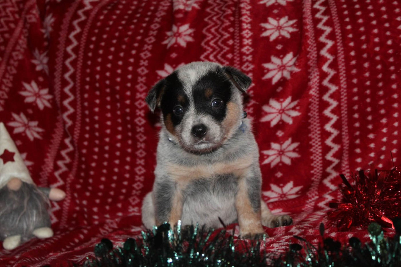 Ddk's Tribute - Chiots disponibles - Bouvier australien