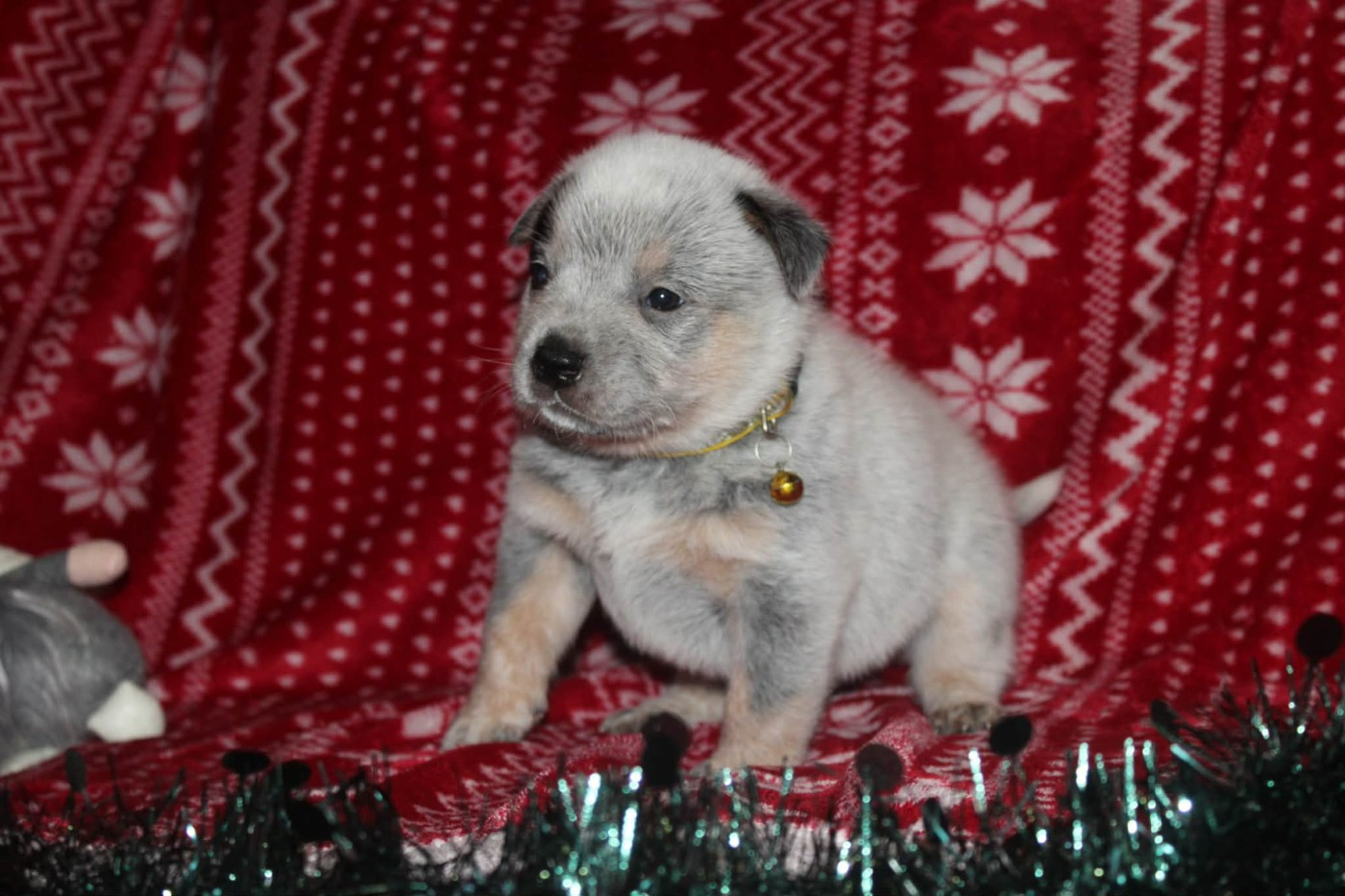 Ddk's Tribute - Chiots disponibles - Bouvier australien