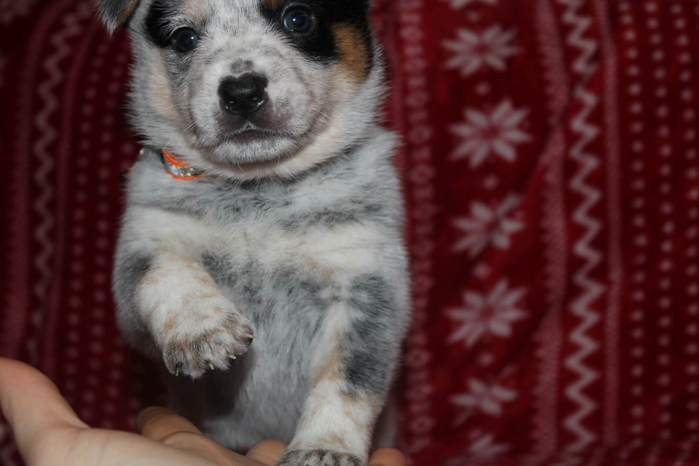 Ddk's Tribute - Chiots disponibles - Bouvier australien