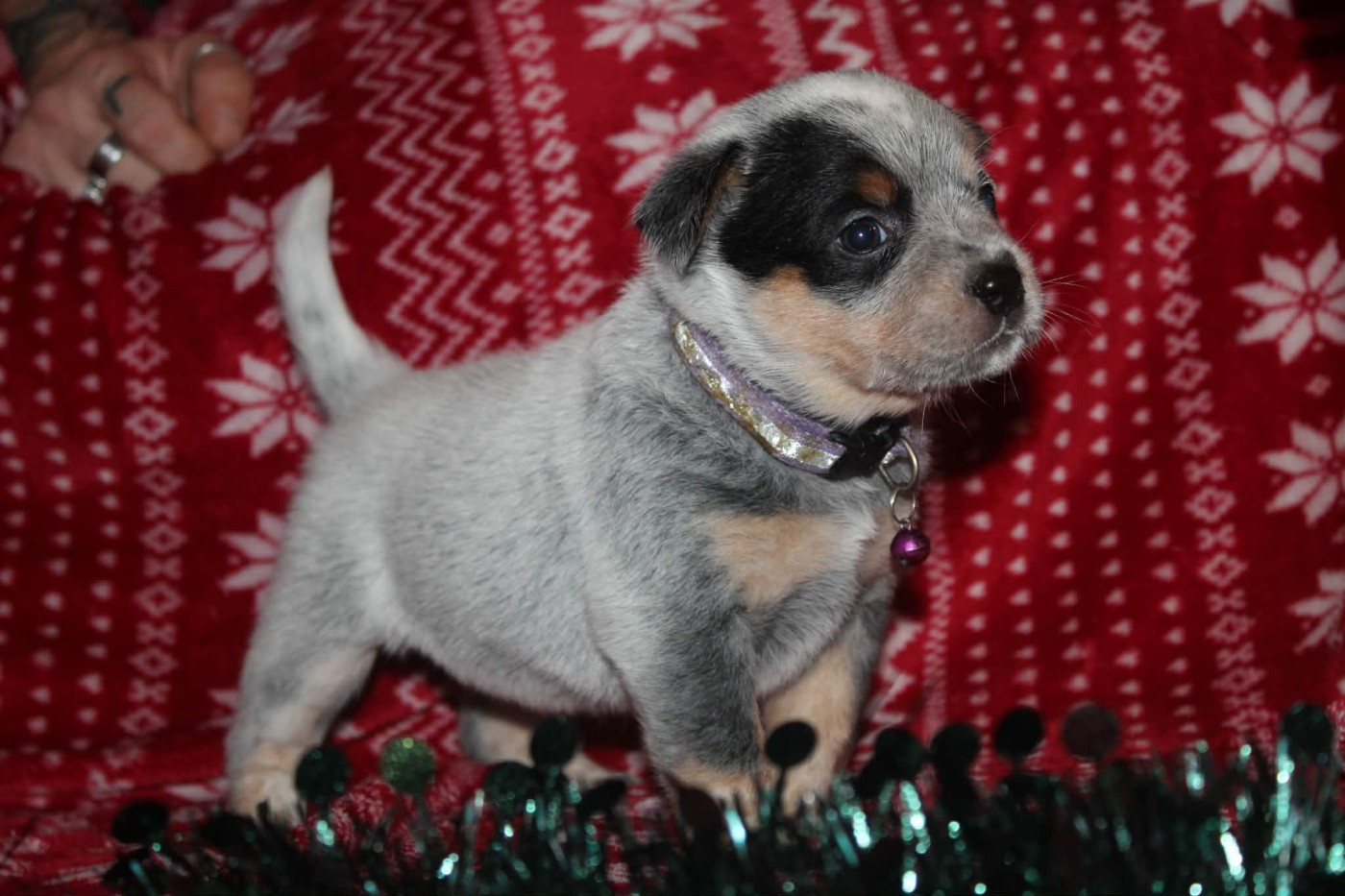 Ddk's Tribute - Chiots disponibles - Bouvier australien