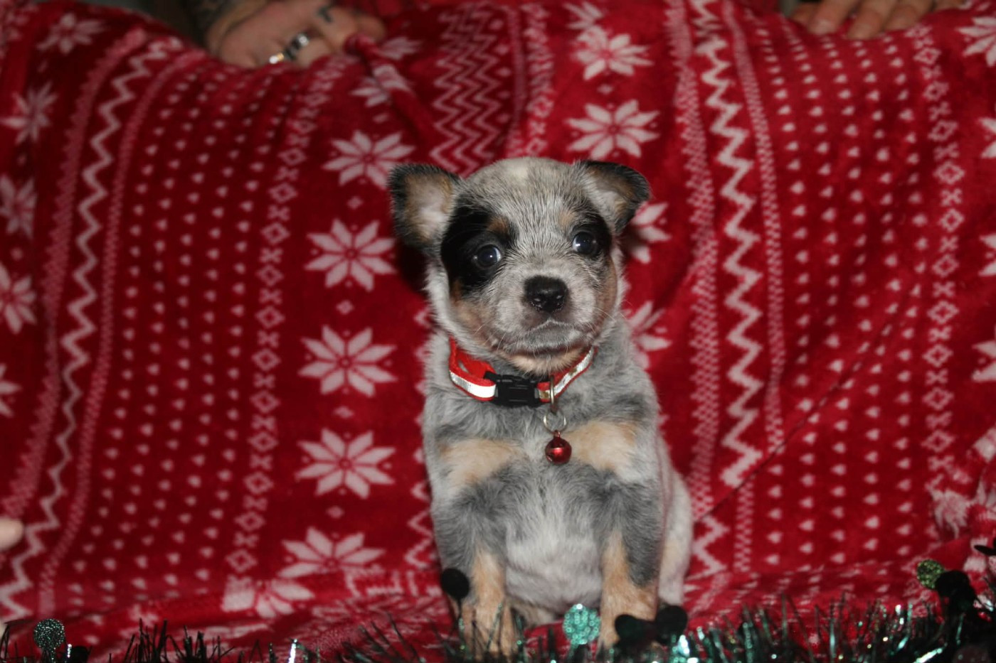 Ddk's Tribute - Chiots disponibles - Bouvier australien