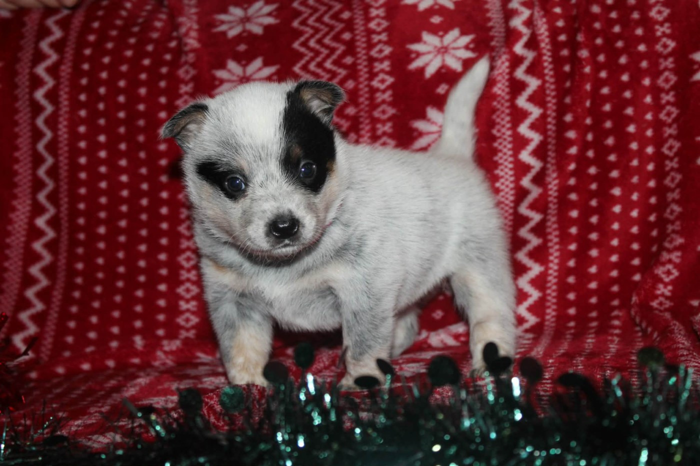 Ddk's Tribute - Chiots disponibles - Bouvier australien