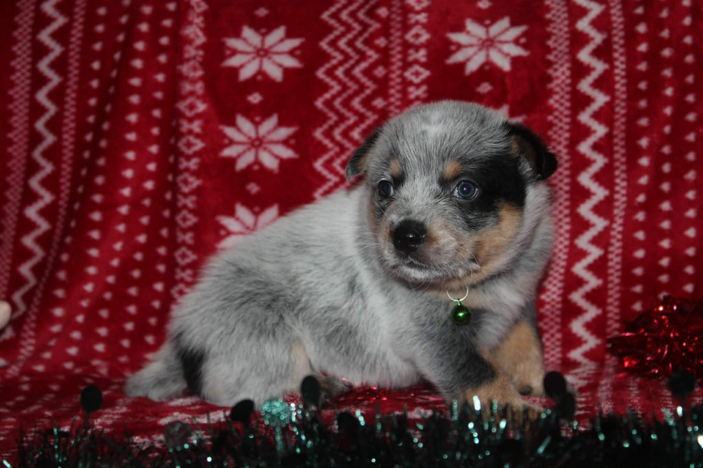 Ddk's Tribute - Chiots disponibles - Bouvier australien