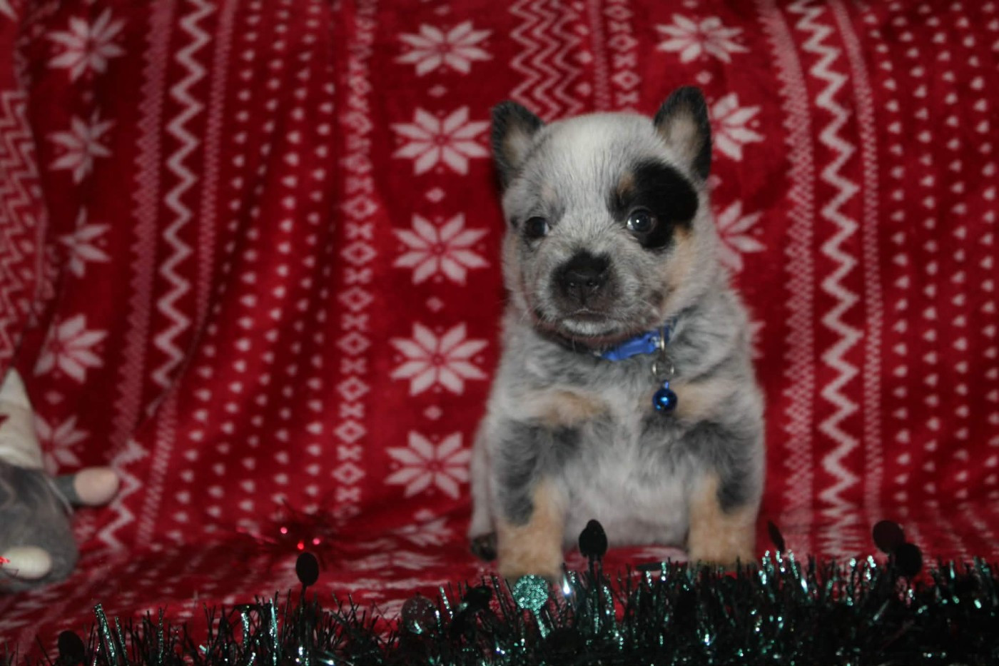 Ddk's Tribute - Chiots disponibles - Bouvier australien