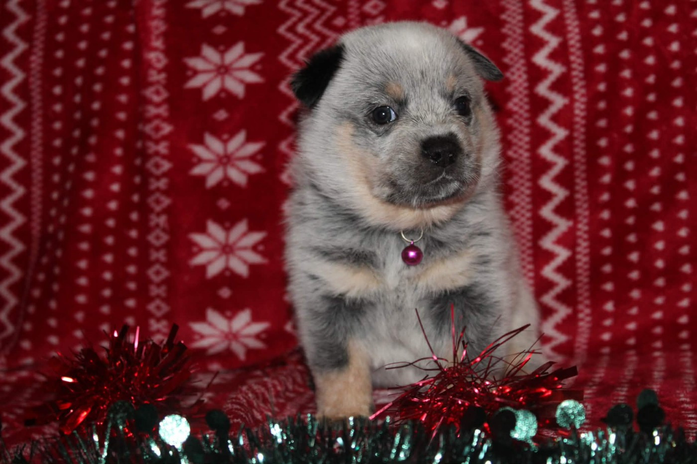 Ddk's Tribute - Chiots disponibles - Bouvier australien