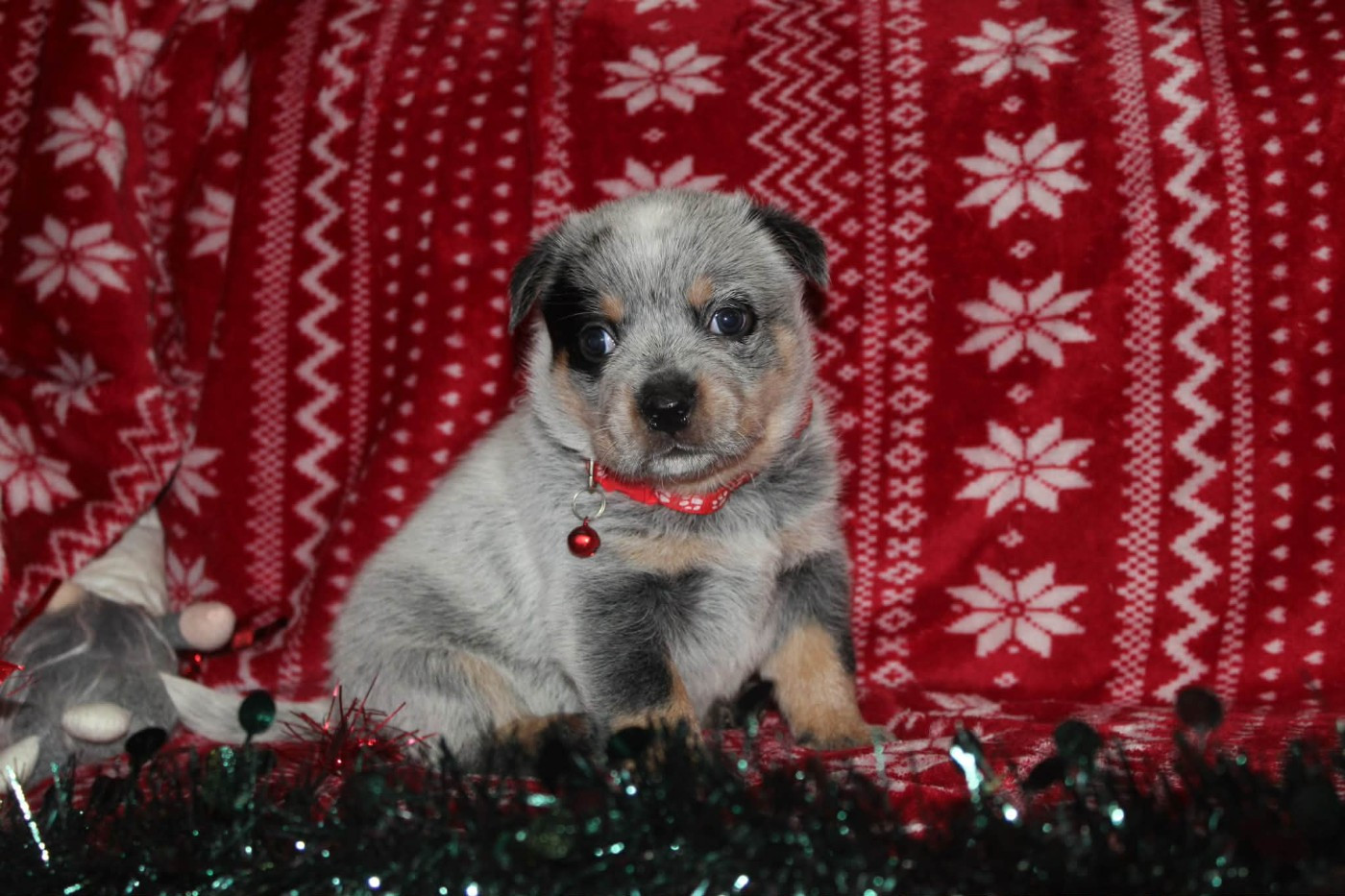 Ddk's Tribute - Chiots disponibles - Bouvier australien