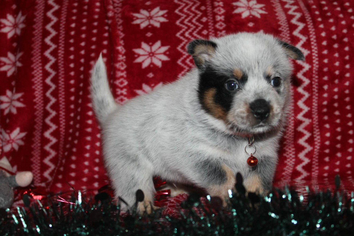 Ddk's Tribute - Chiots disponibles - Bouvier australien