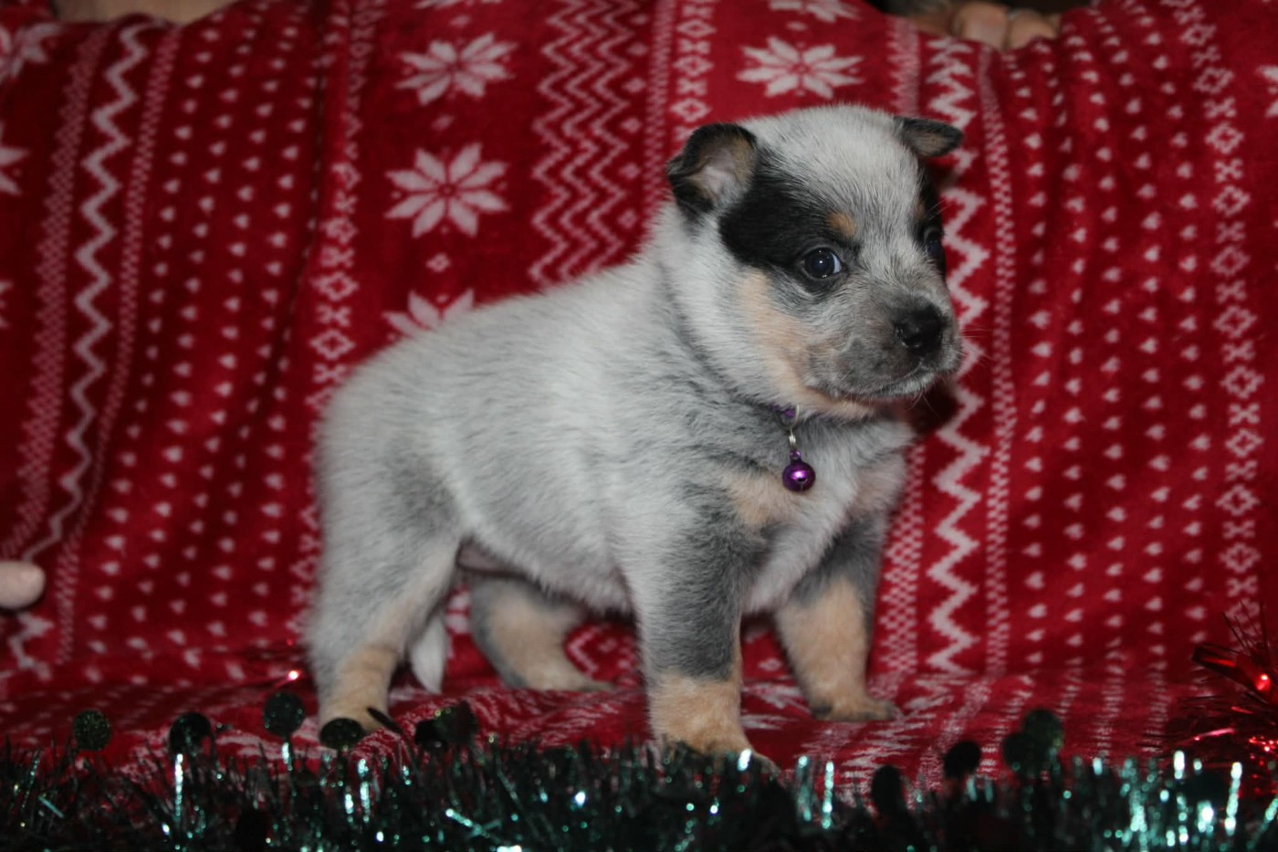 Ddk's Tribute - Chiots disponibles - Bouvier australien