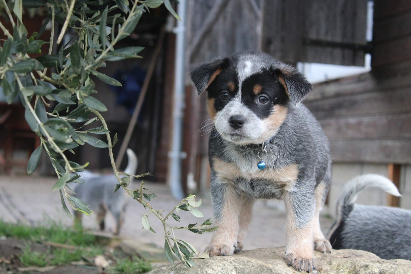 Ddk's Tribute - Chiots disponibles - Bouvier australien