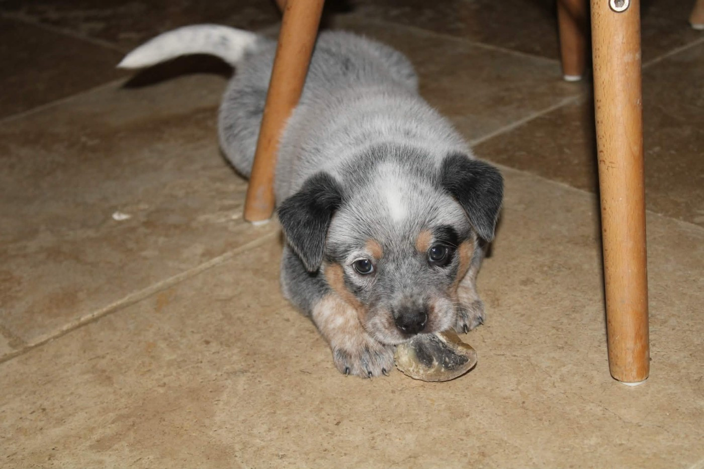 Ddk's Tribute - Chiots disponibles - Bouvier australien