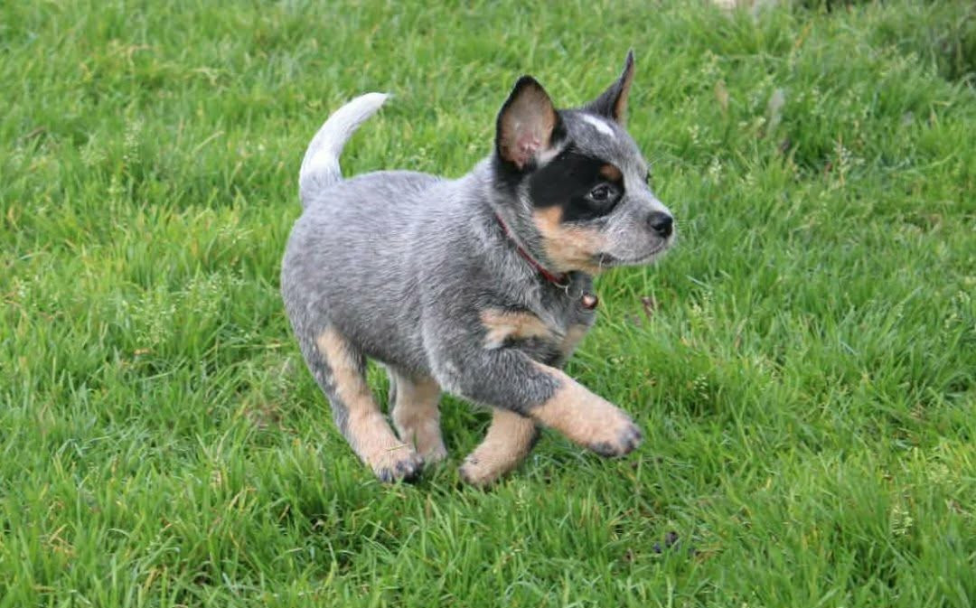 Ddk's Tribute - Chiots disponibles - Bouvier australien