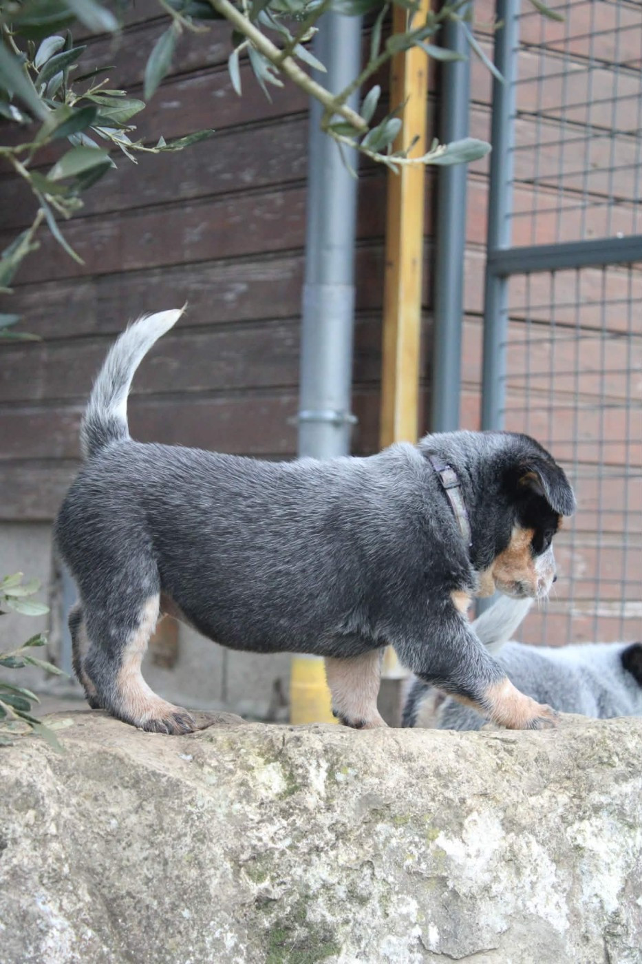 Ddk's Tribute - Chiots disponibles - Bouvier australien