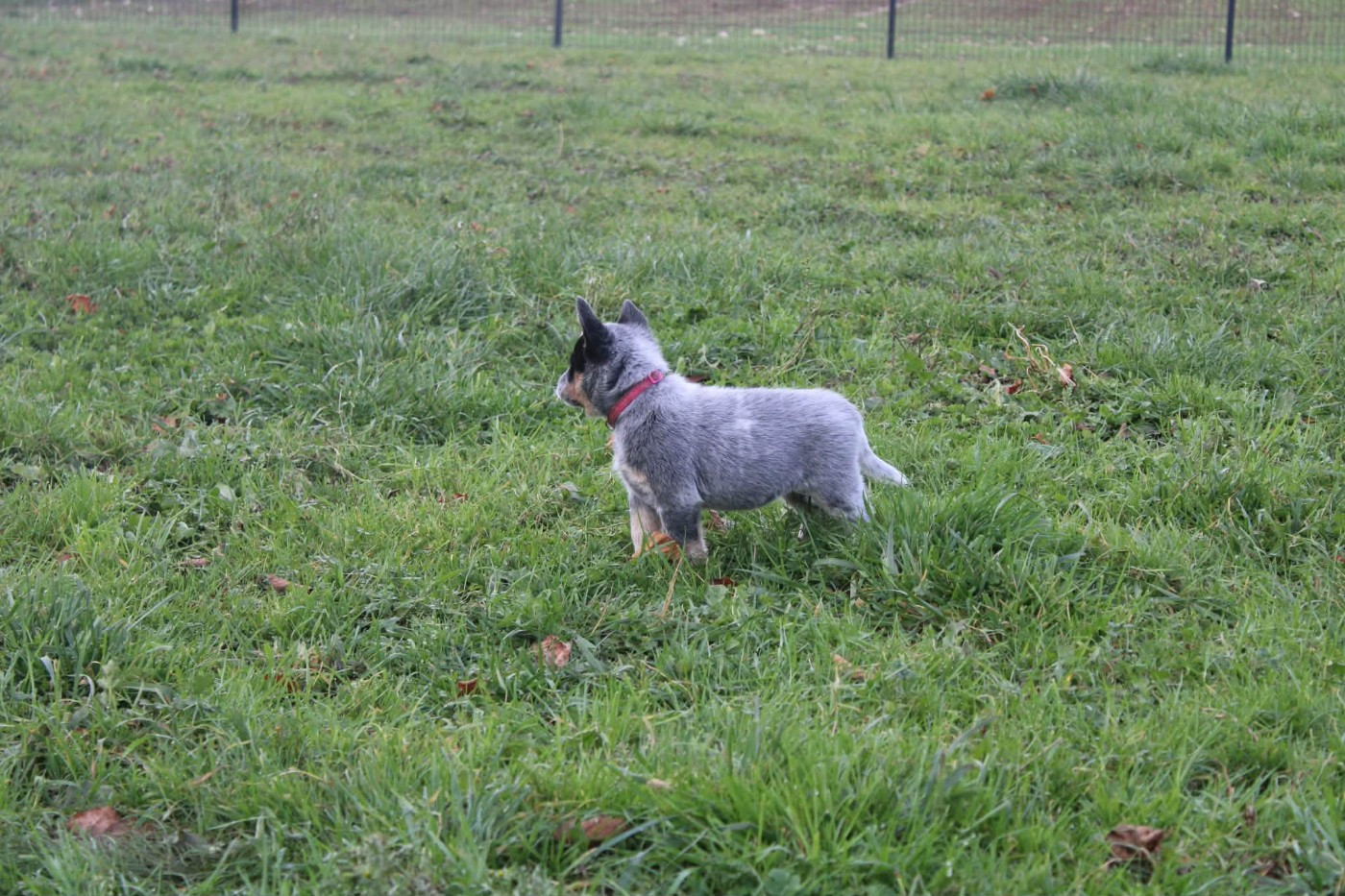 Ddk's Tribute - Chiots disponibles - Bouvier australien