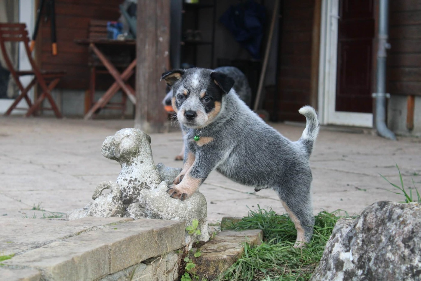 Ddk's Tribute - Chiots disponibles - Bouvier australien