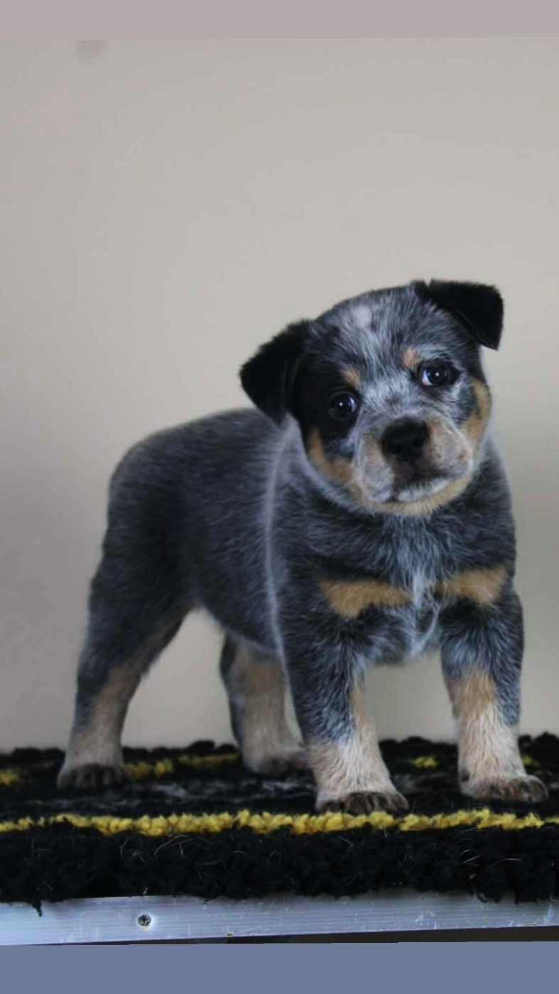 Ddk's Tribute - Chiots disponibles - Bouvier australien