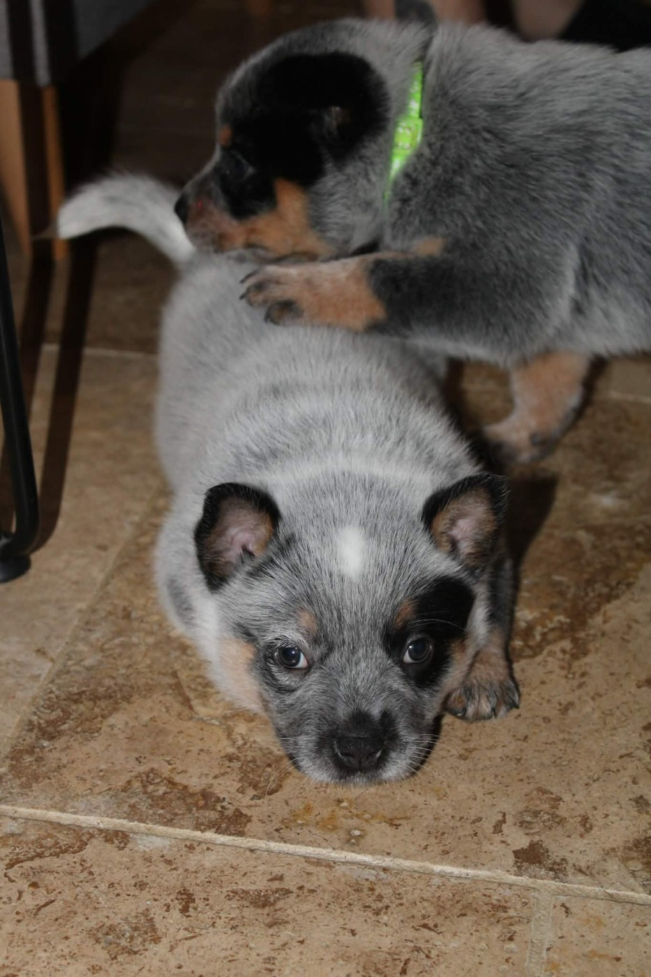 Ddk's Tribute - Chiots disponibles - Bouvier australien