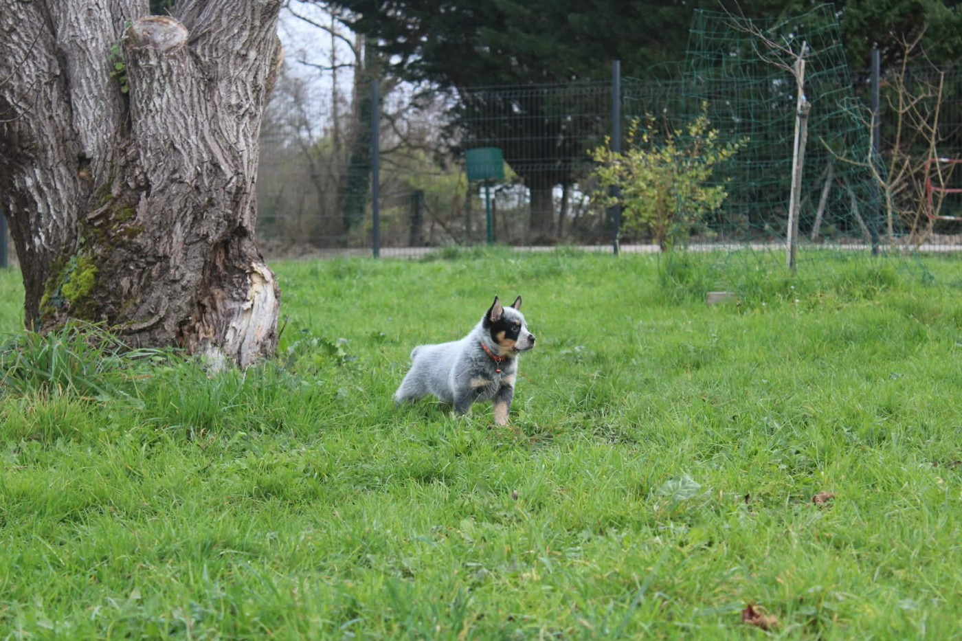 Ddk's Tribute - Chiots disponibles - Bouvier australien