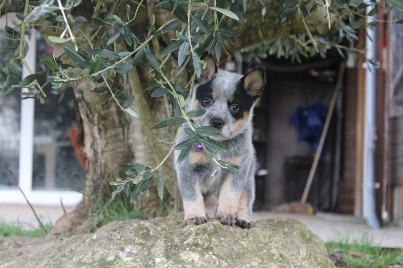 Ddk's Tribute - Chiots disponibles - Bouvier australien