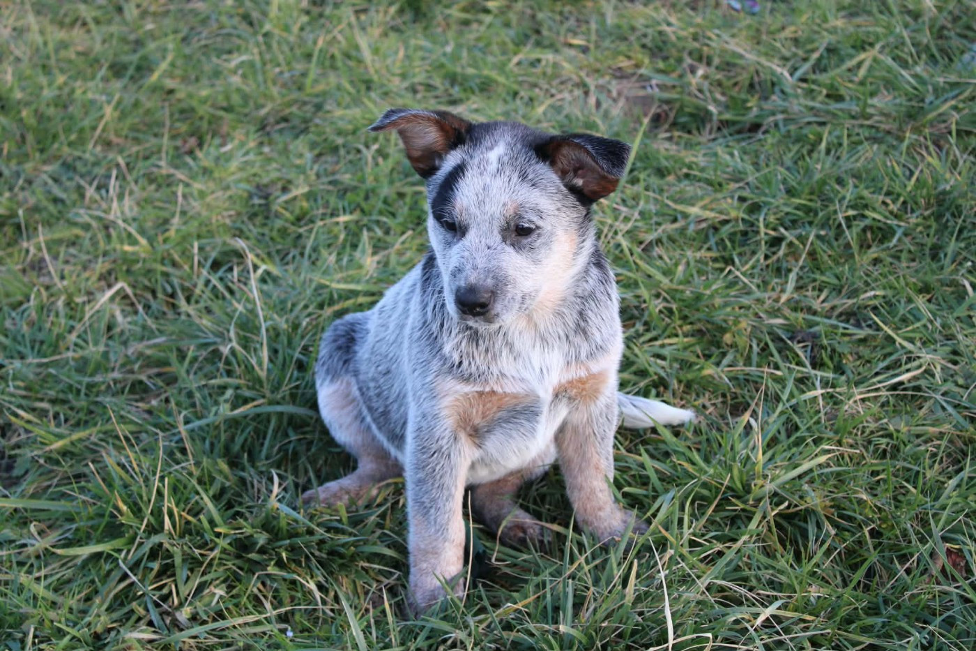 Ddk's Tribute - Chiots disponibles - Bouvier australien