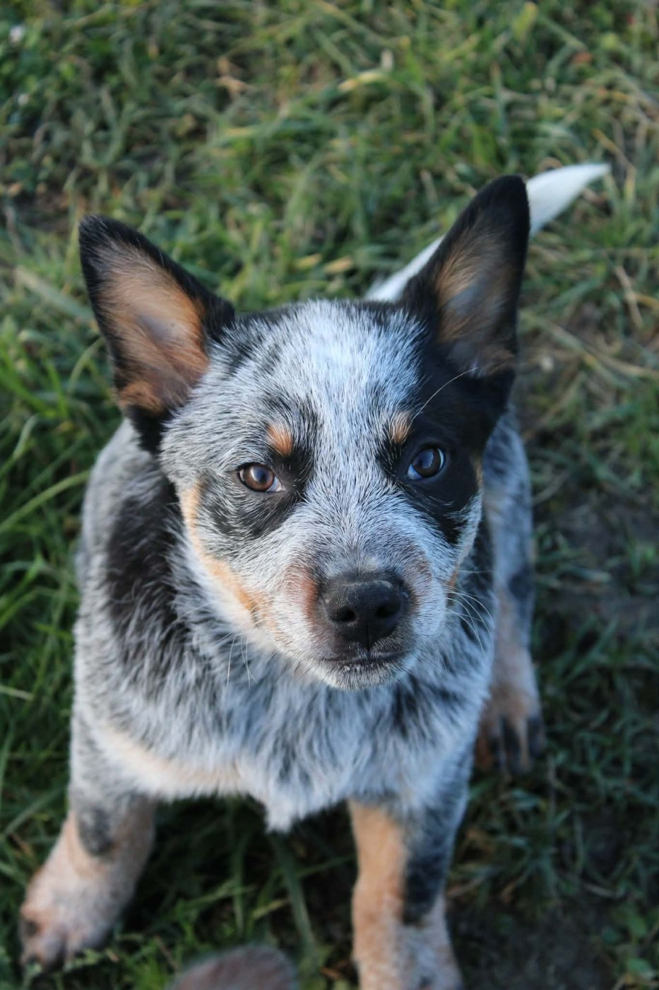 Ddk's Tribute - Chiots disponibles - Bouvier australien