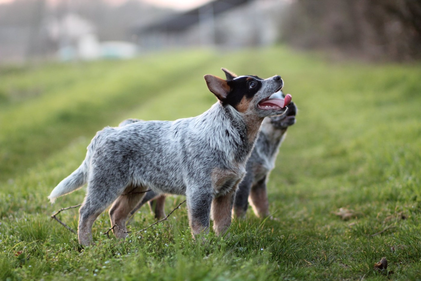 Ddk's Tribute - Chiots disponibles - Bouvier australien