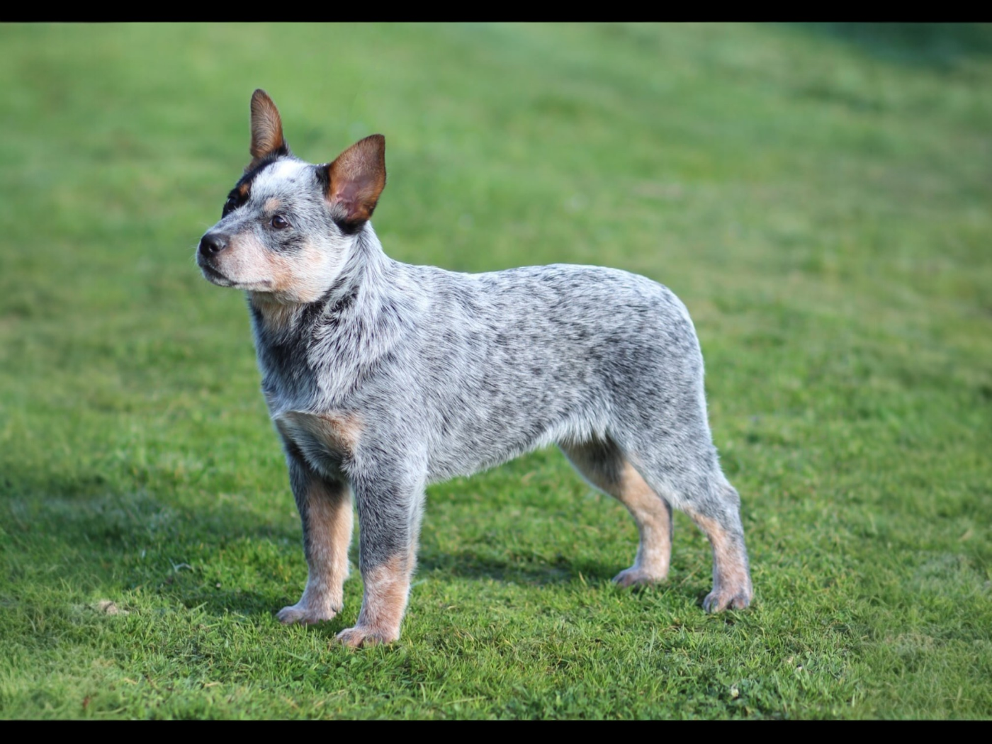 Ddk's Tribute - Chiots disponibles - Bouvier australien