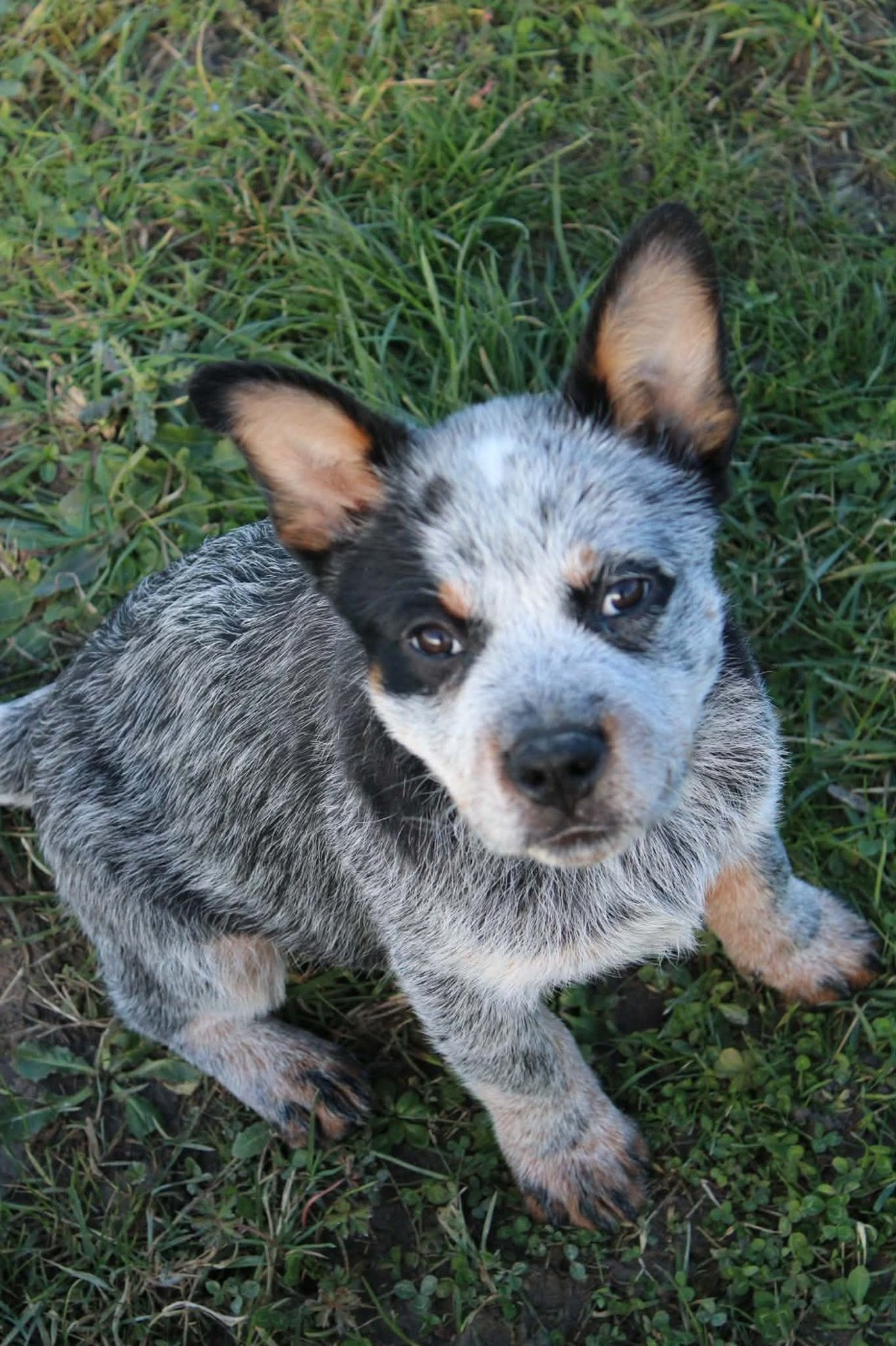 Ddk's Tribute - Chiots disponibles - Bouvier australien