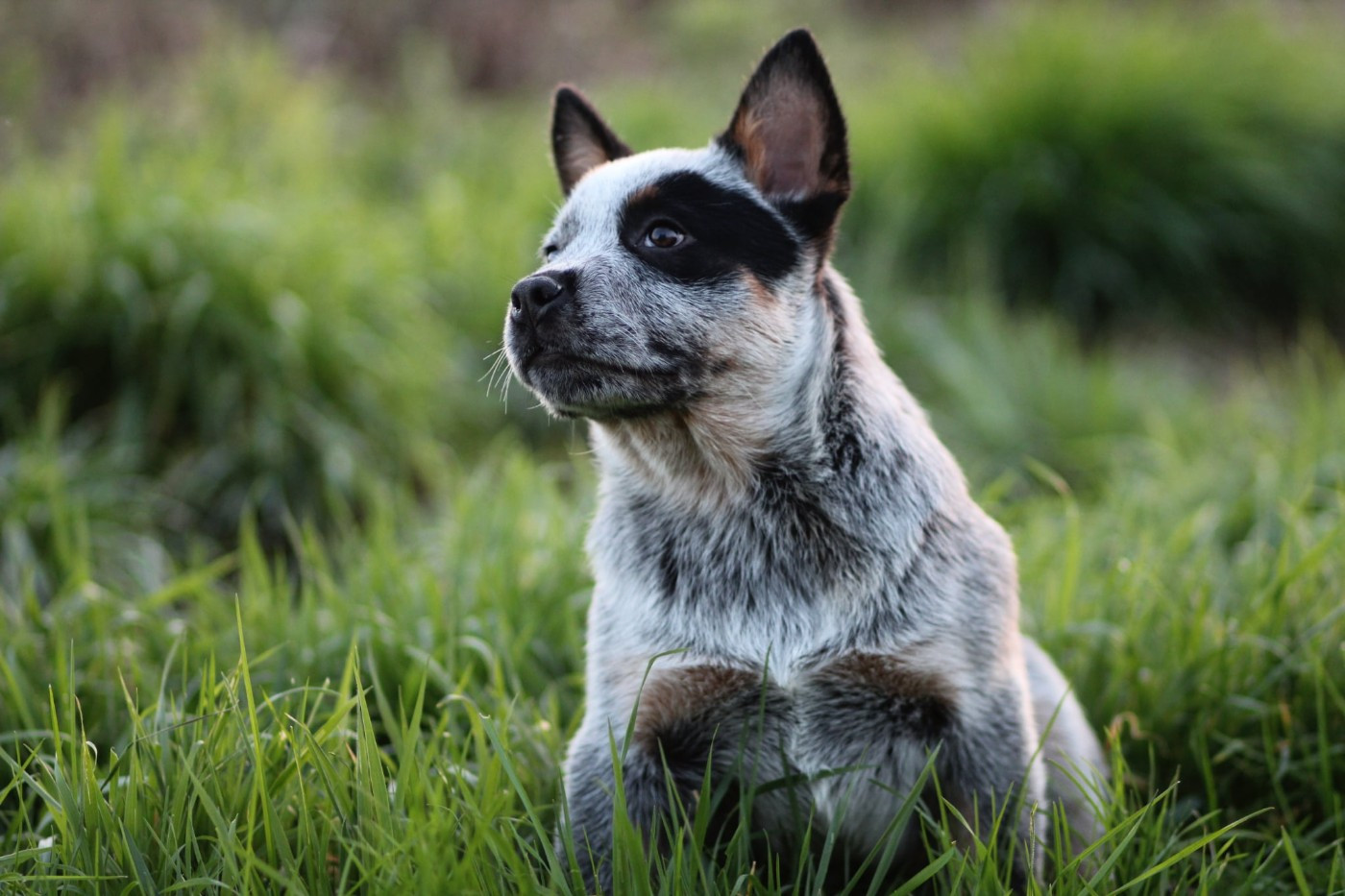 Ddk's Tribute - Chiots disponibles - Bouvier australien