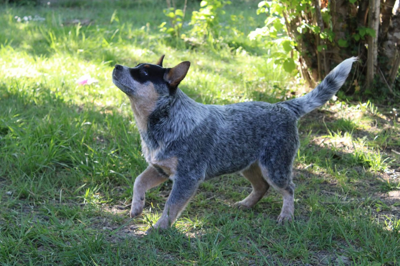 Ddk's Tribute - Chiots disponibles - Bouvier australien