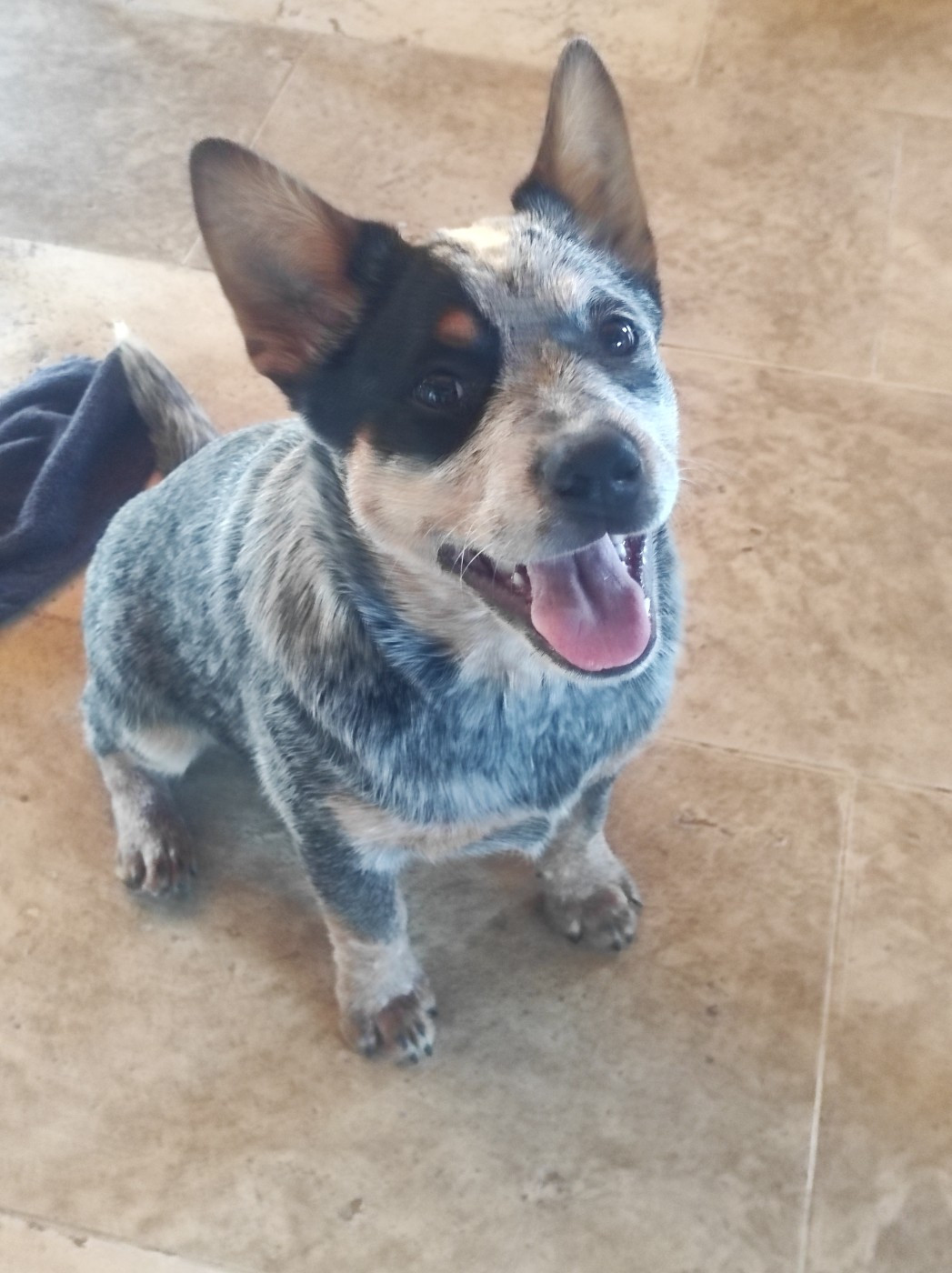 Ddk's Tribute - Chiots disponibles - Bouvier australien