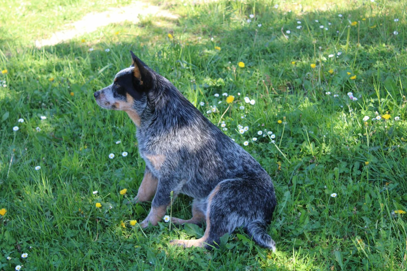 Ddk's Tribute - Chiots disponibles - Bouvier australien