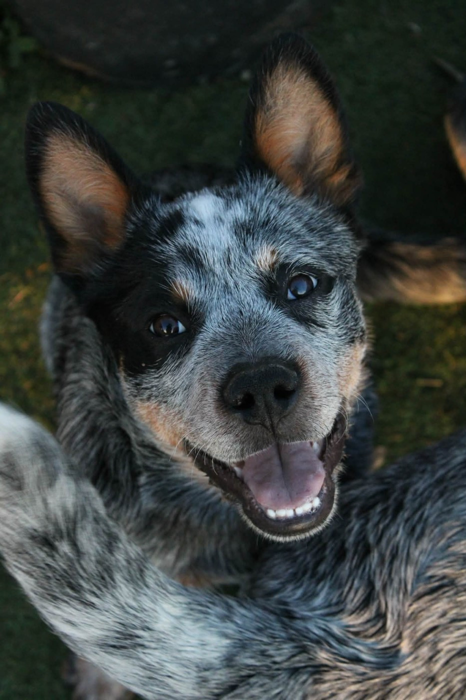 Ddk's Tribute - Chiots disponibles - Bouvier australien